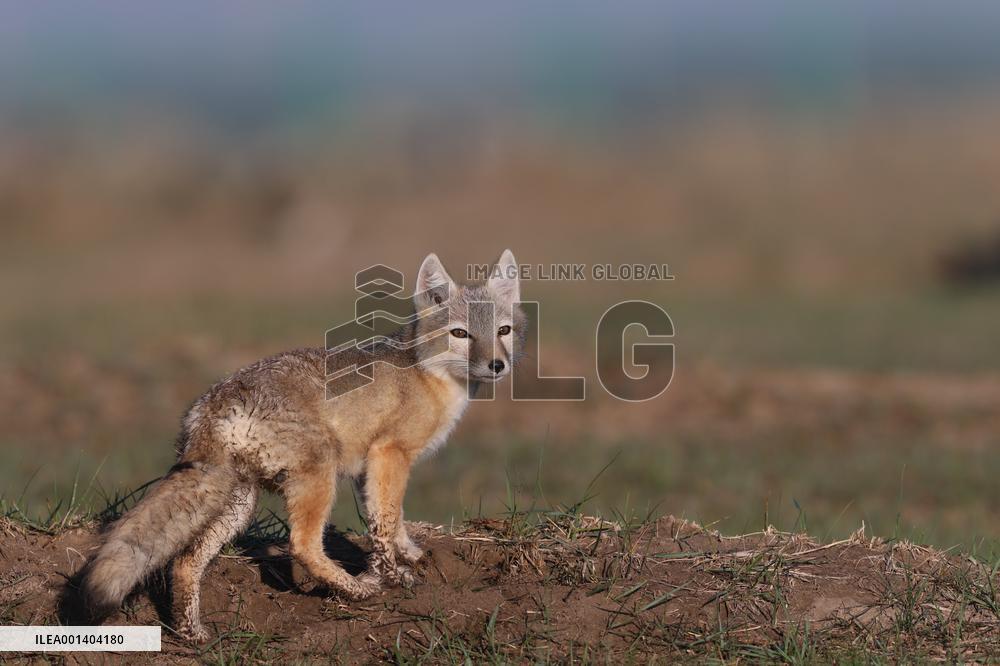 Baby Corsac Fox