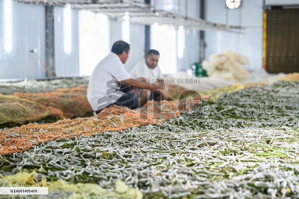 Silkworm Industry