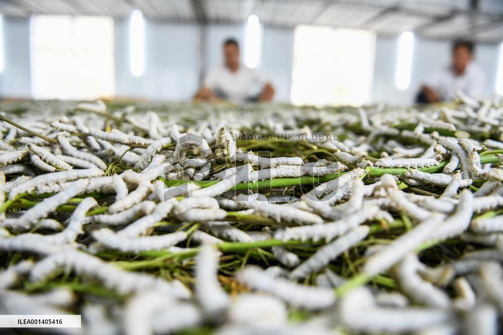 Silkworm Industry