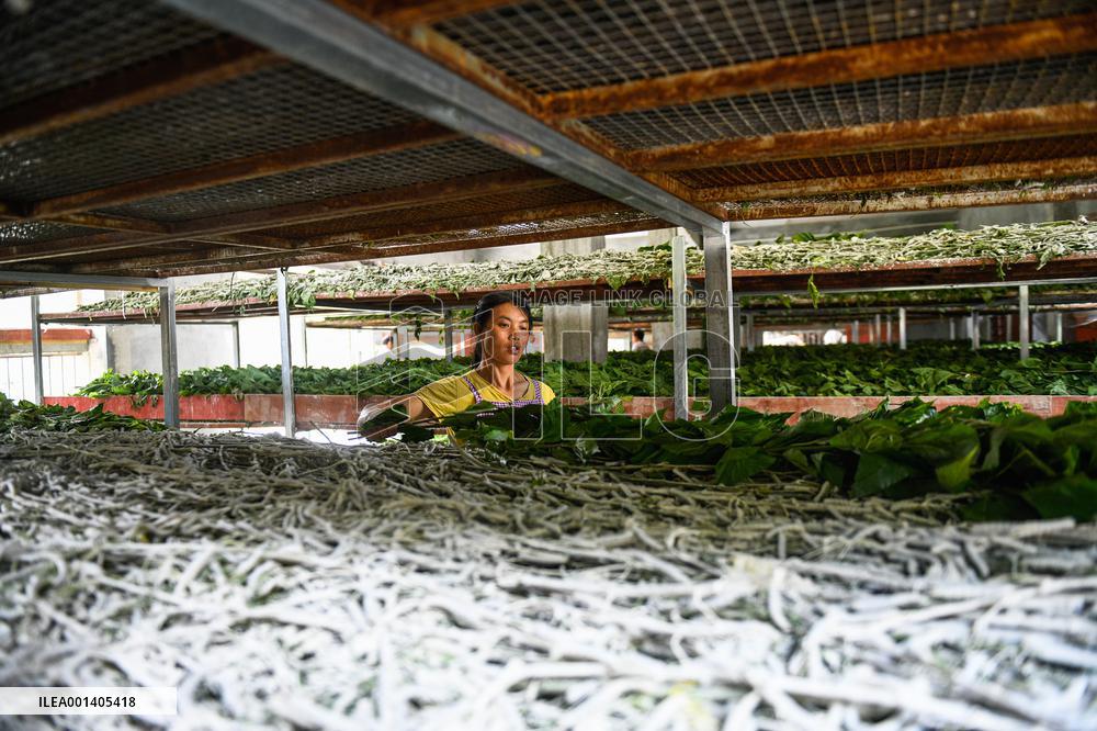 Silkworm Industry
