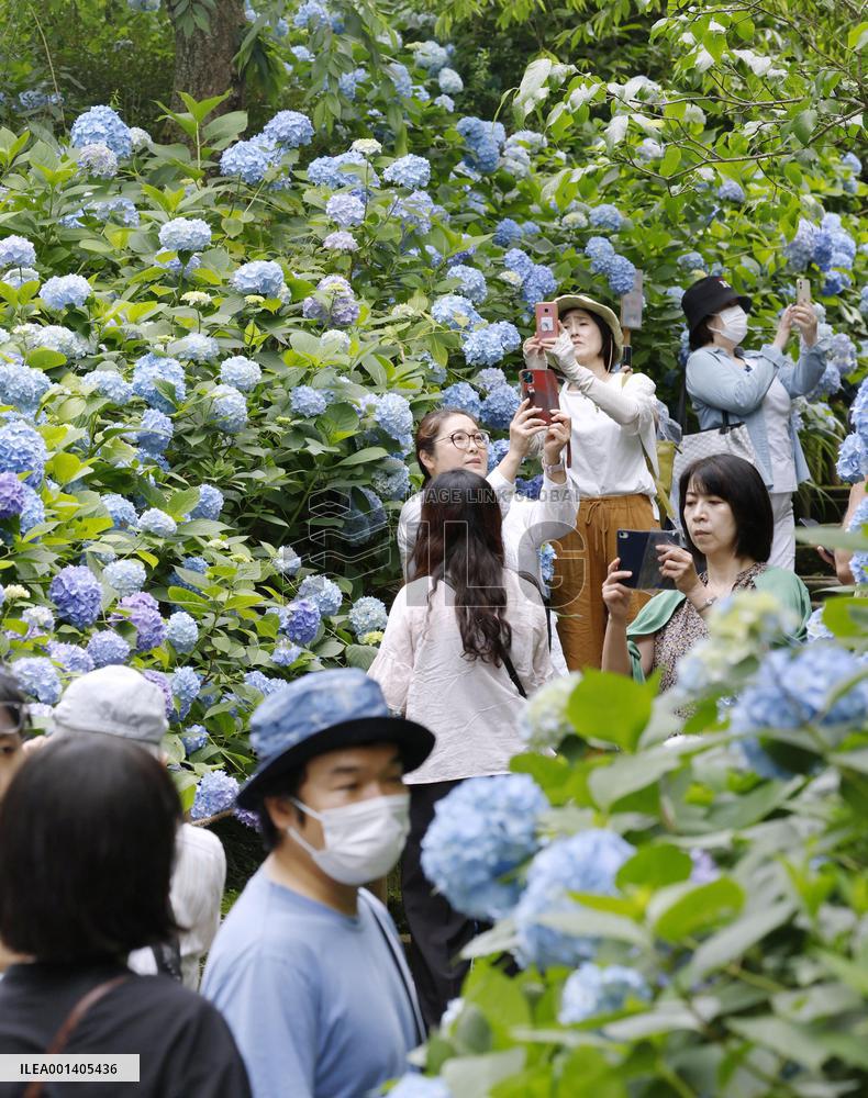 Hydrangeas at Kamakura temple