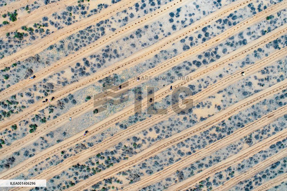 Desert Afforestation In China