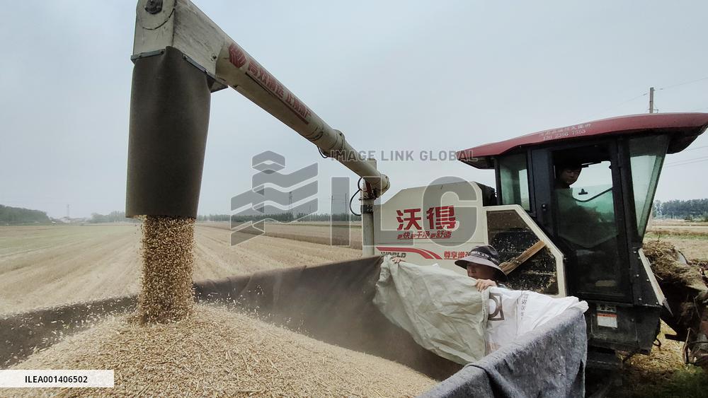 #CHINA-WHEAT-HARVEST (CN)