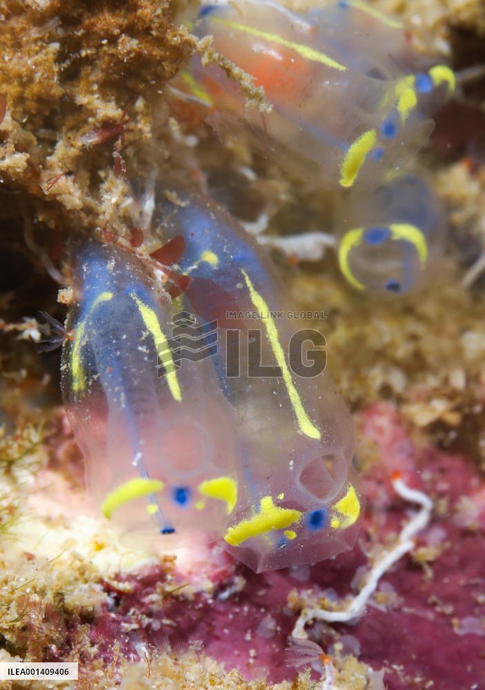 CHINA-HAINAN-FENJIEZHOU ISLAND-MARINE ENVIRONMENT (CN)