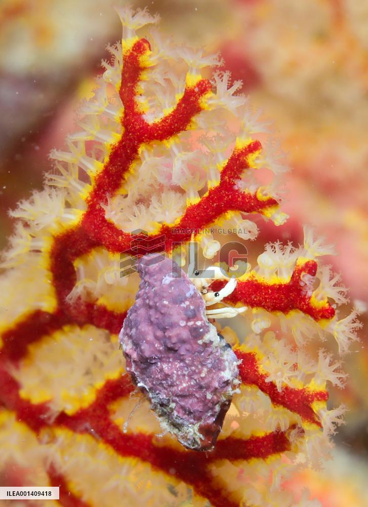 CHINA-HAINAN-FENJIEZHOU ISLAND-MARINE ENVIRONMENT (CN)