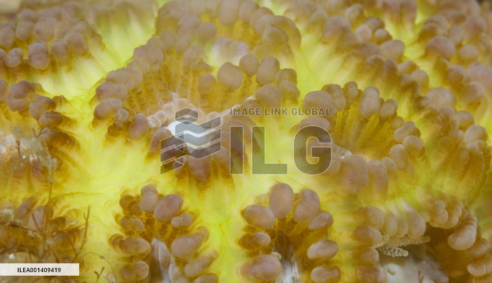 CHINA-HAINAN-FENJIEZHOU ISLAND-MARINE ENVIRONMENT (CN)