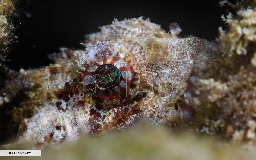 CHINA-HAINAN-FENJIEZHOU ISLAND-MARINE ENVIRONMENT (CN)