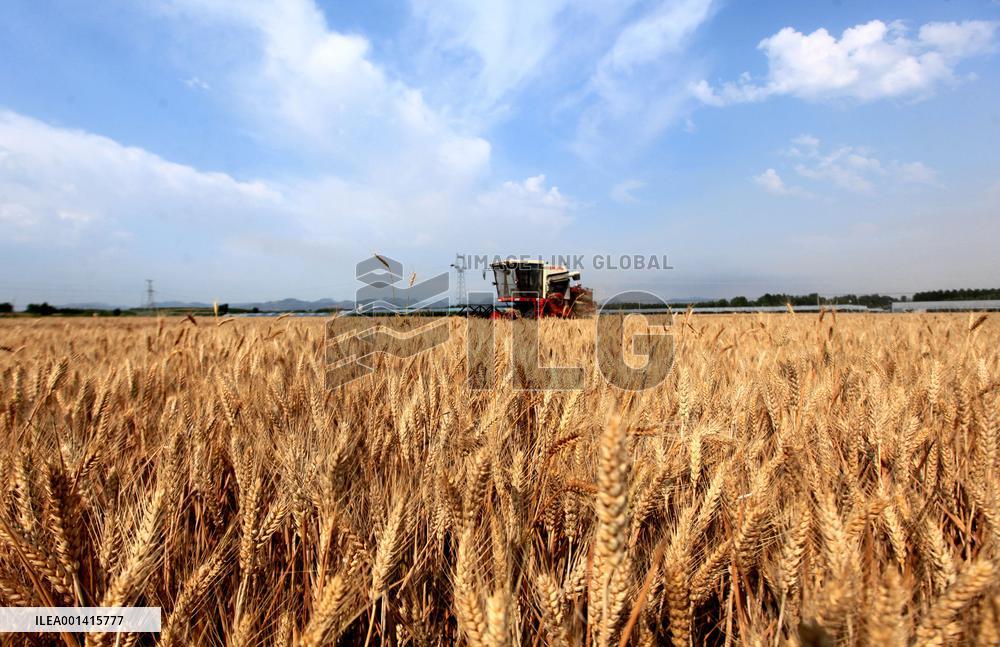 #CHINA-WHEAT-HARVEST (CN)