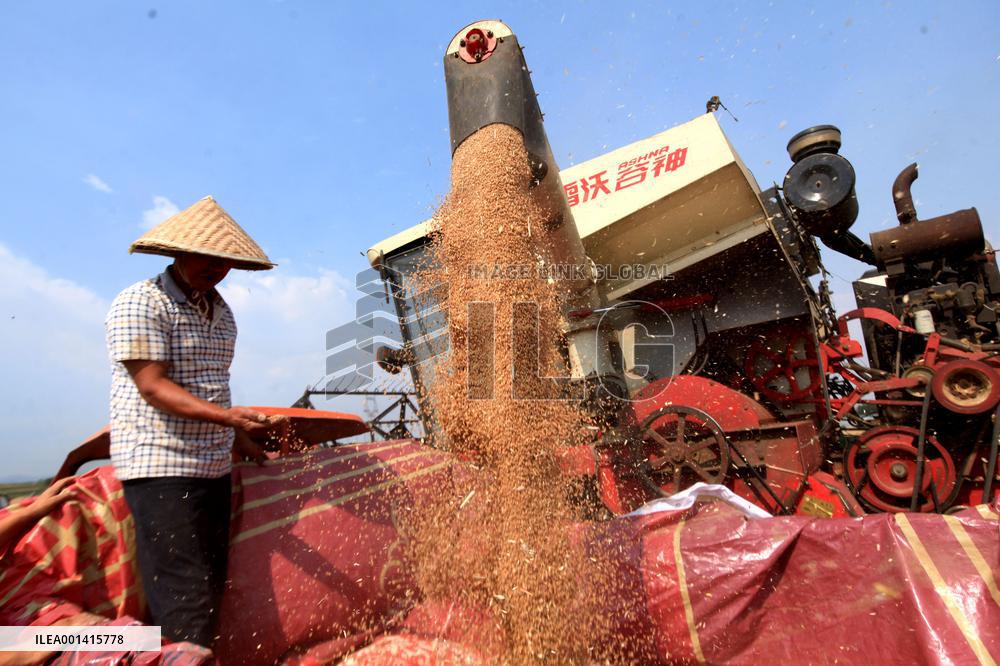 #CHINA-WHEAT-HARVEST (CN)