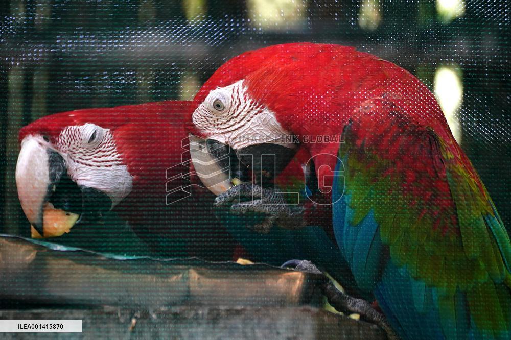 Pair Of Green-Winged Macaws Eating - India