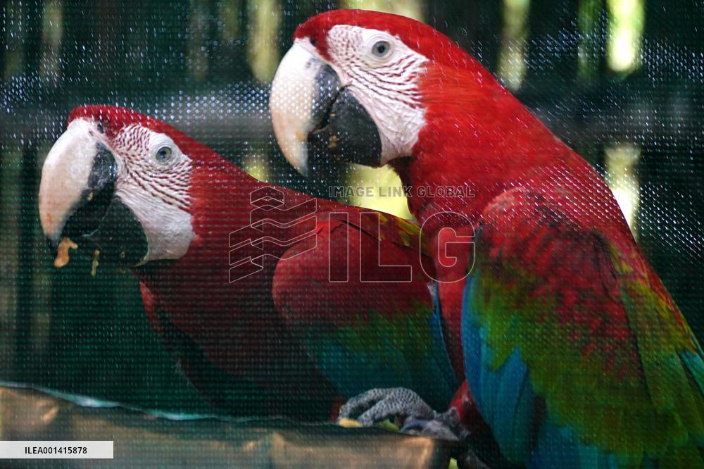 Pair Of Green-Winged Macaws Eating - India