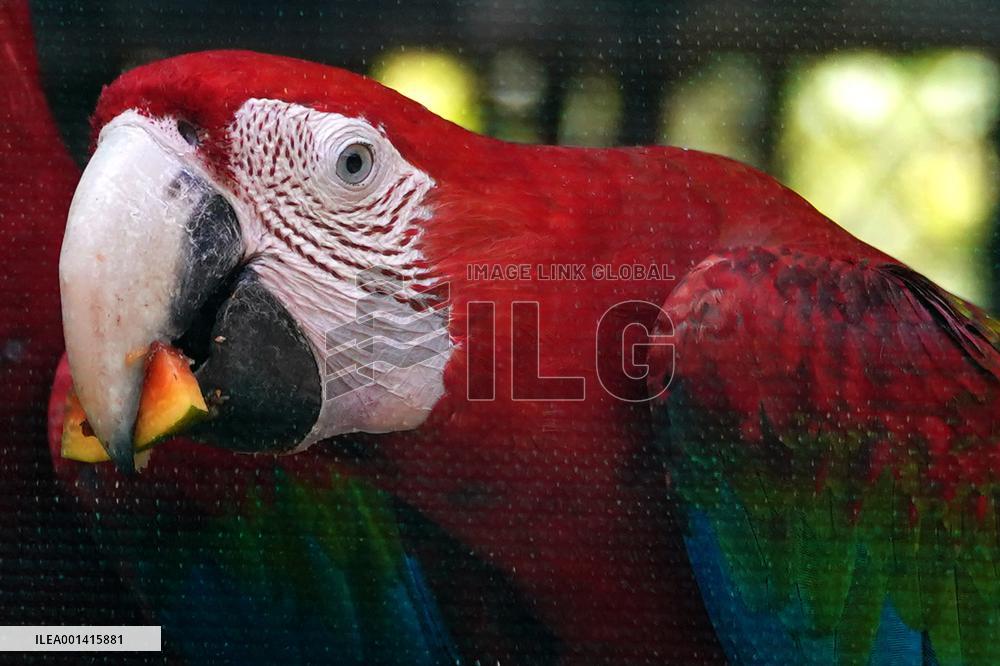 Pair Of Green-Winged Macaws Eating - India