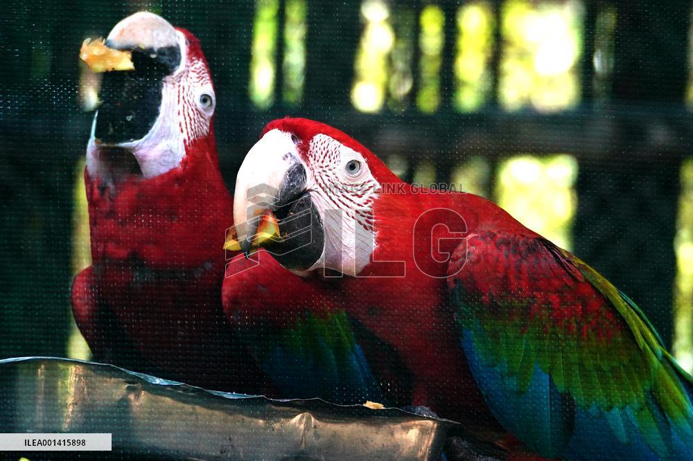 Pair Of Green-Winged Macaws Eating - India