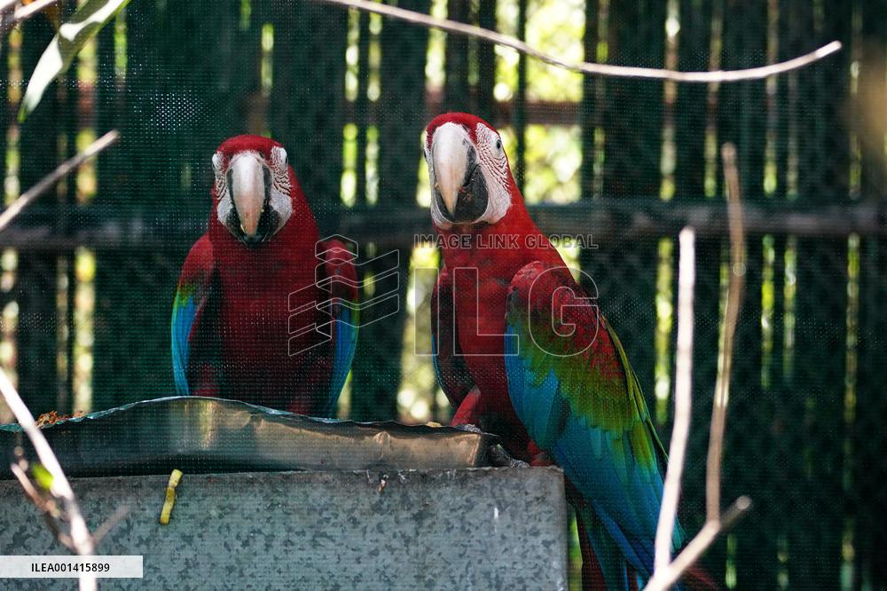 Pair Of Green-Winged Macaws Eating - India