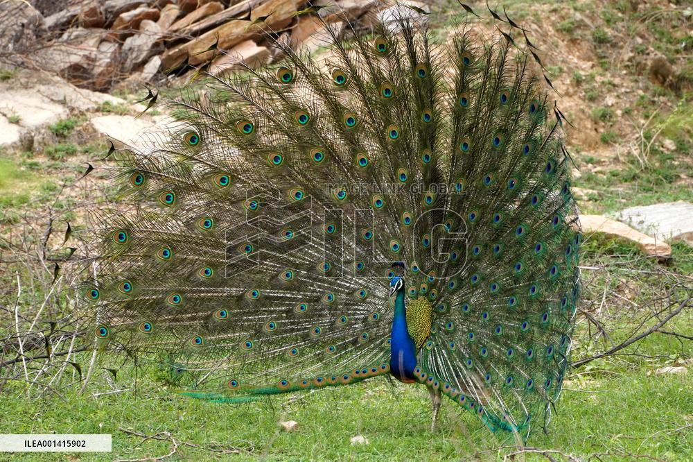 Peacock Displays Iiridescent Feathers - India