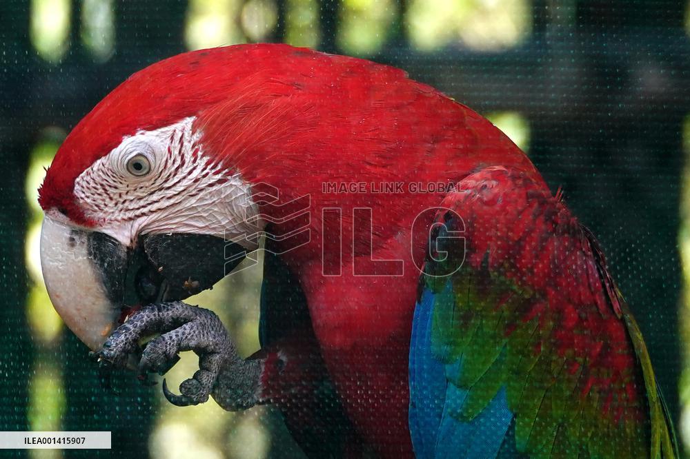 Pair Of Green-Winged Macaws Eating - India