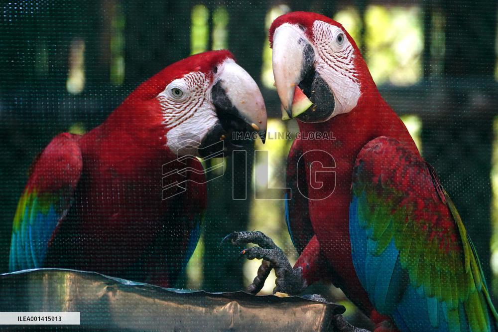 Pair Of Green-Winged Macaws Eating - India