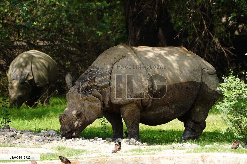 Horned Rhinoceros - India