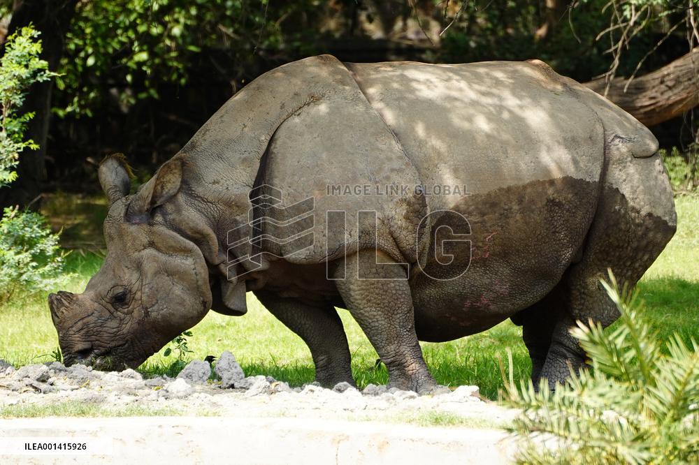 Horned Rhinoceros - India