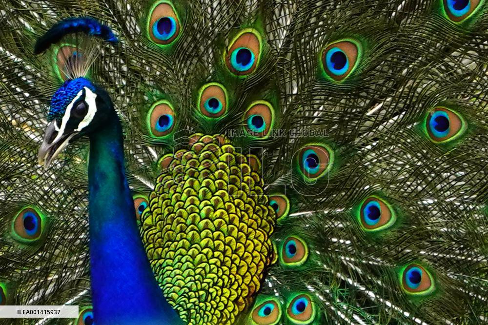 Peacock Displays Iiridescent Feathers - India