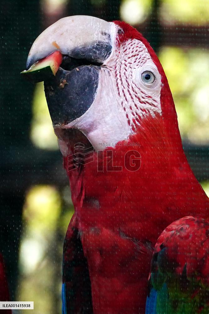 Pair Of Green-Winged Macaws Eating - India