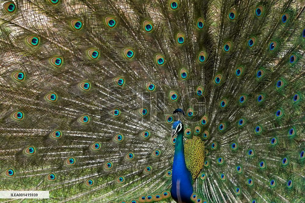 Peacock Displays Iiridescent Feathers - India