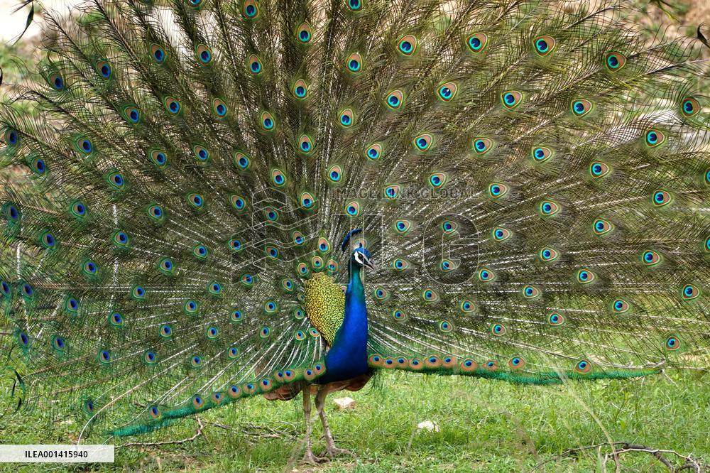 Peacock Displays Iiridescent Feathers - India