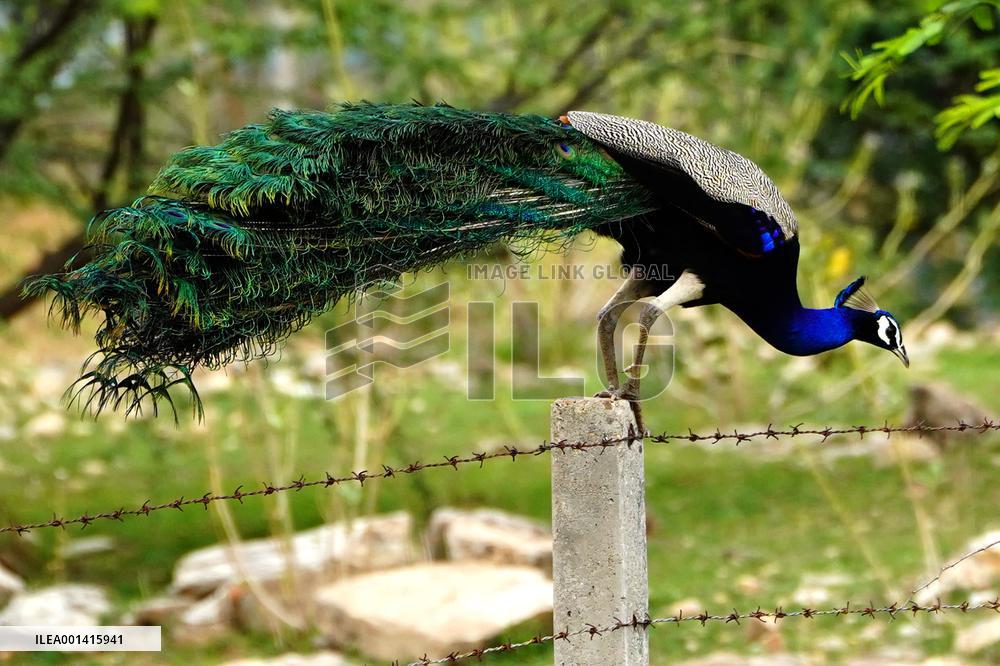 Peacock Displays Iiridescent Feathers - India