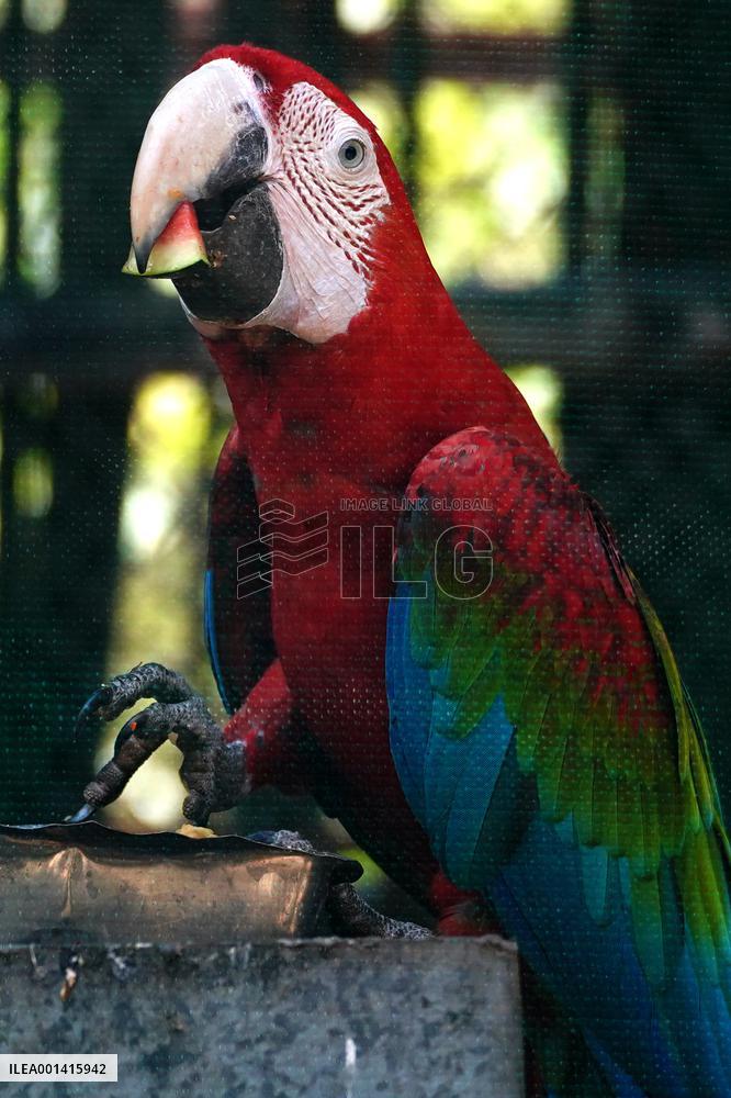 Pair Of Green-Winged Macaws Eating - India