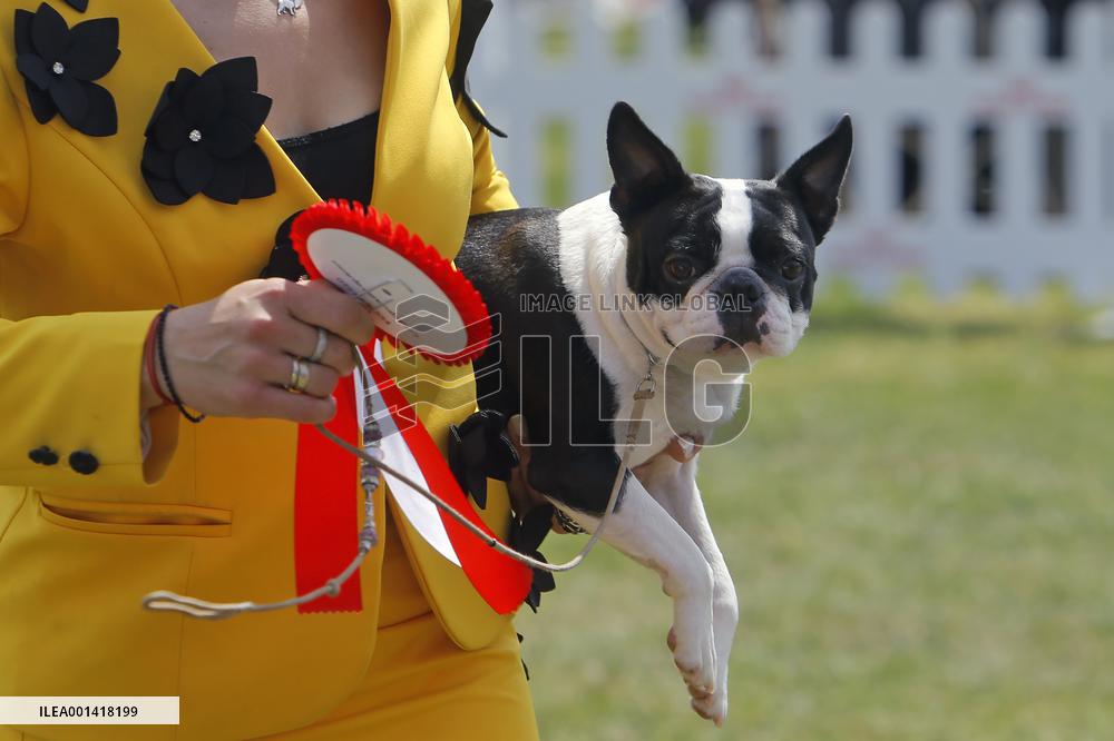 ROMANIA-BUCHAREST-CANINE BEAUTY SHOW