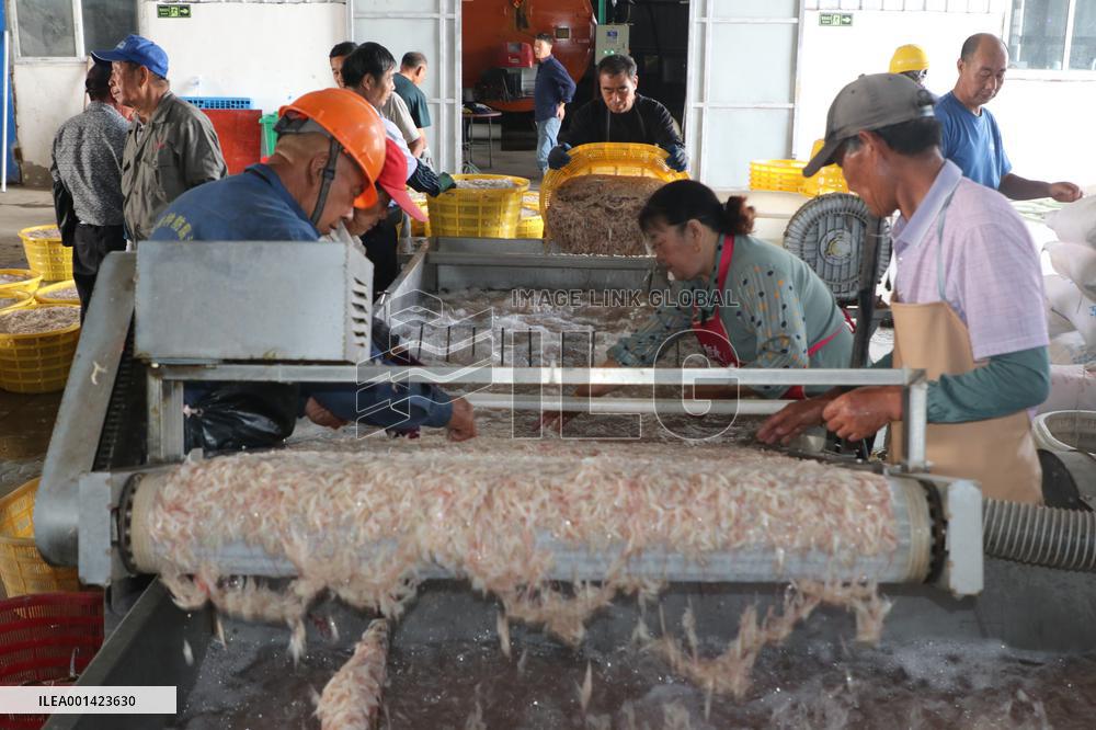 Fishery Shrimps Industry