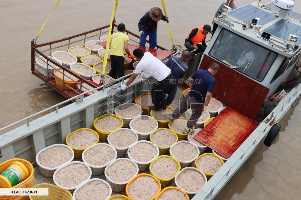 Fishery Shrimps Industry