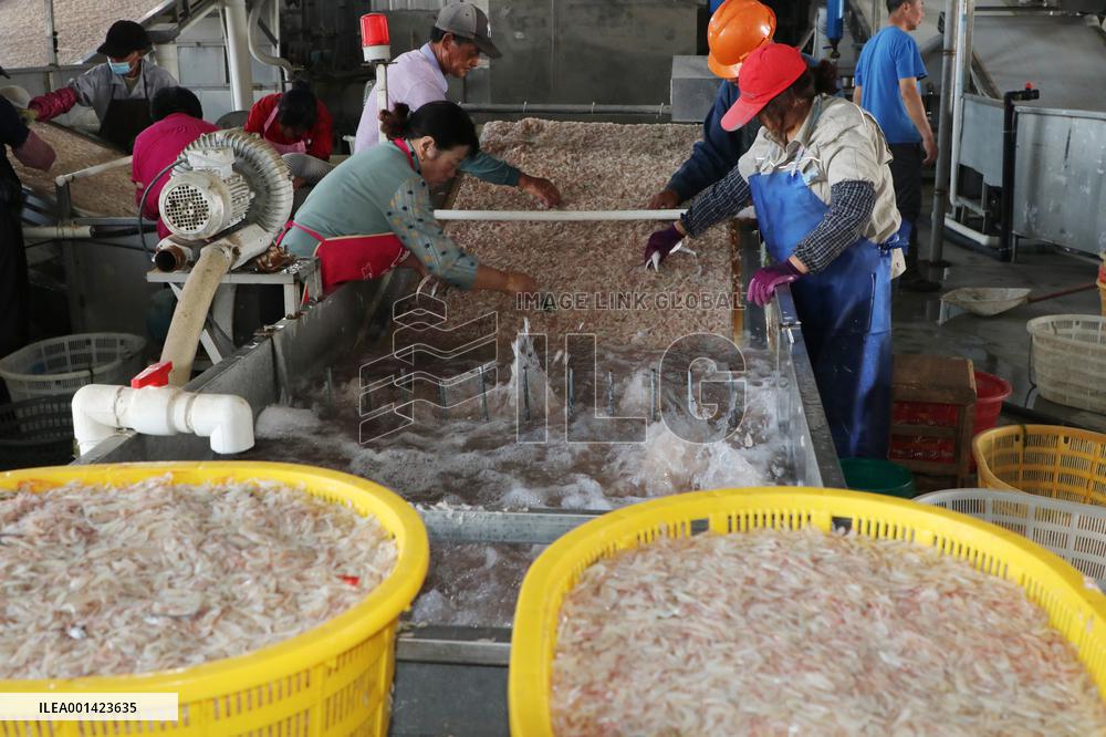 Fishery Shrimps Industry