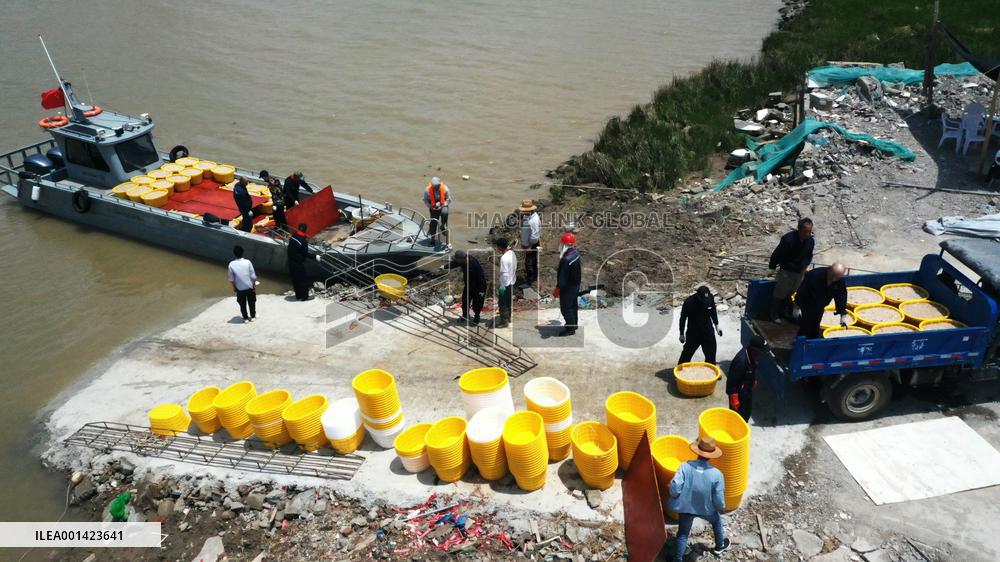 Fishery Shrimps Industry