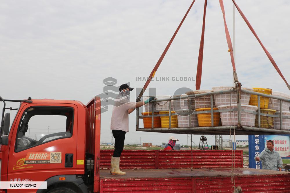 Fishery Shrimps Industry