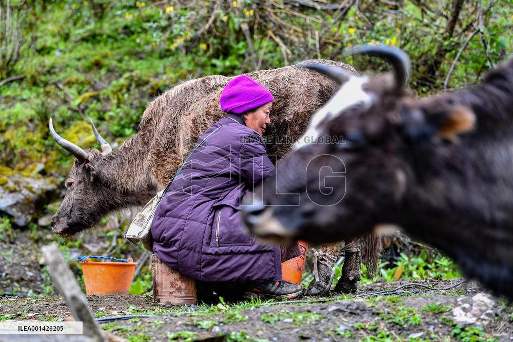 CHINA-TIBET-YUMAI-BORDER GURDIAN-RURAL REVITALIZATION (CN)