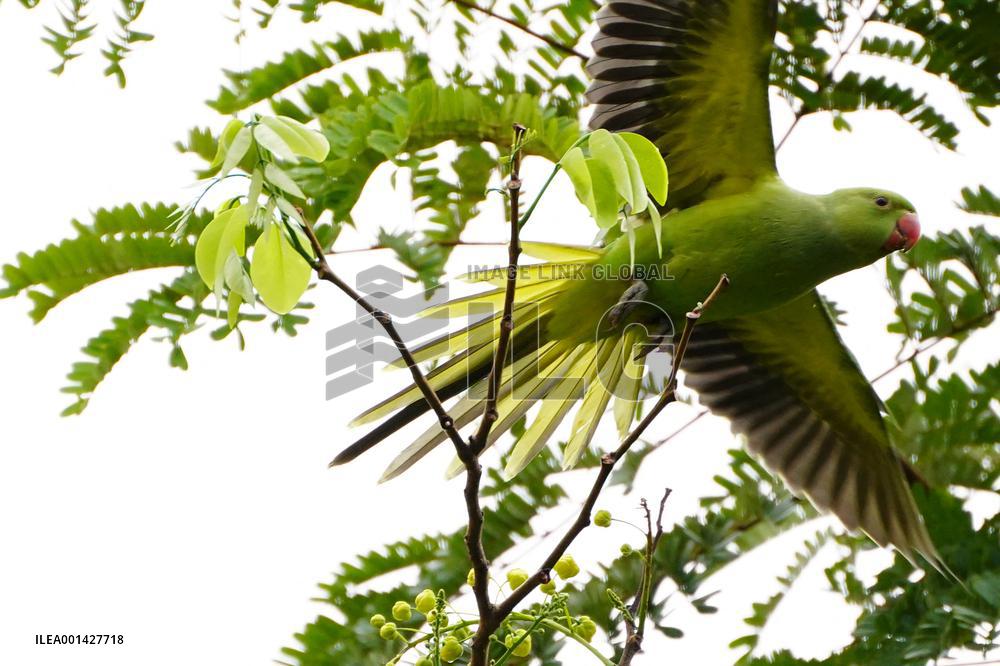Parrot Perch On Tree - India