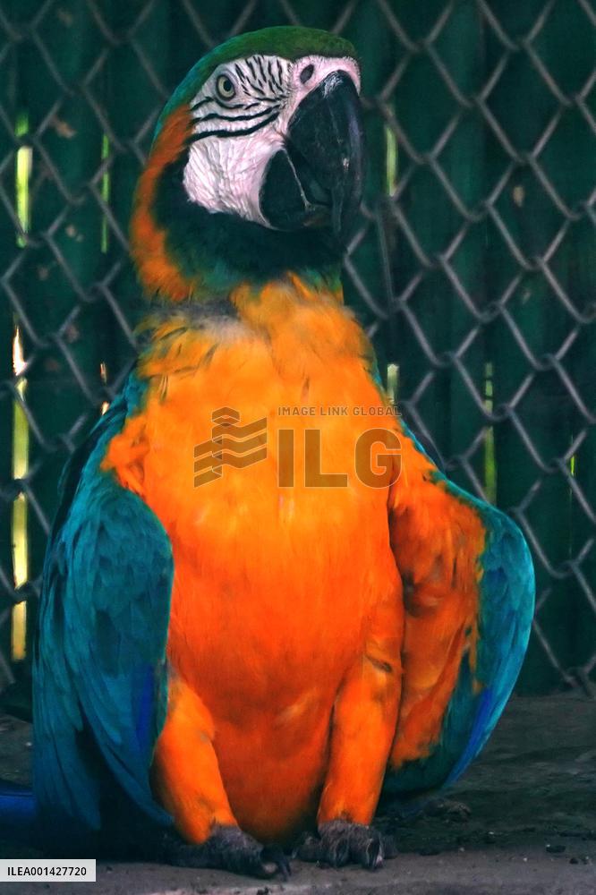 Parrot At National Zoological Park - New Delhi