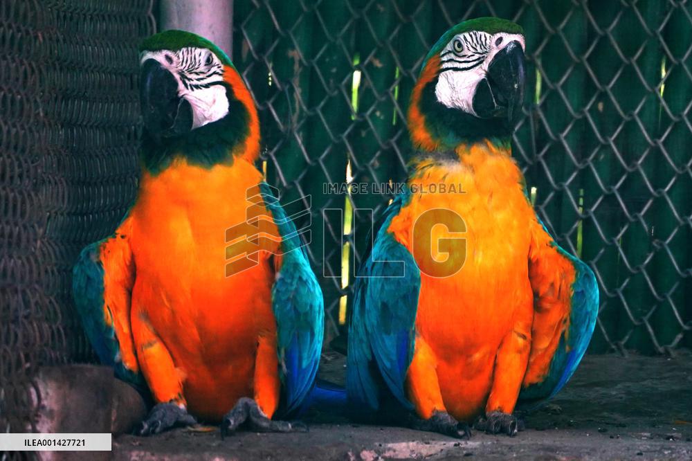 Parrot At National Zoological Park - New Delhi