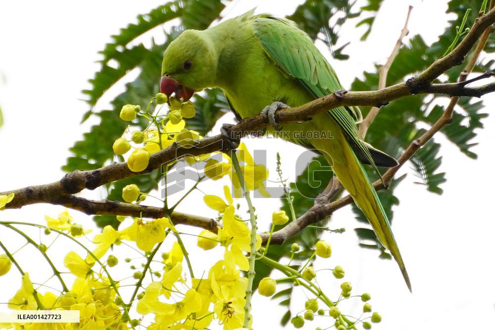 Parrot Perch On Tree - India