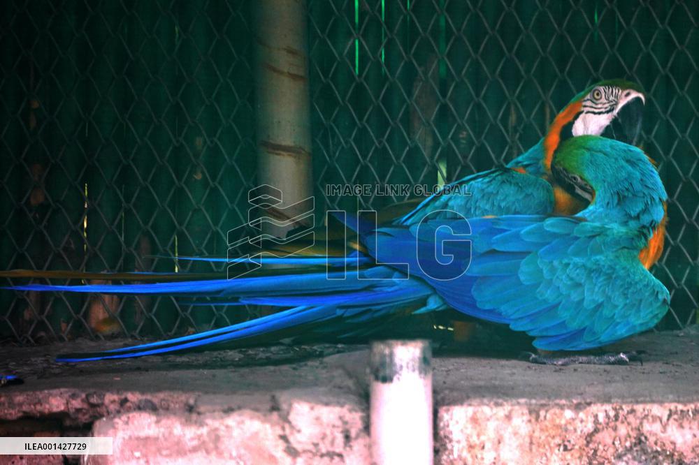 Parrot At National Zoological Park - New Delhi