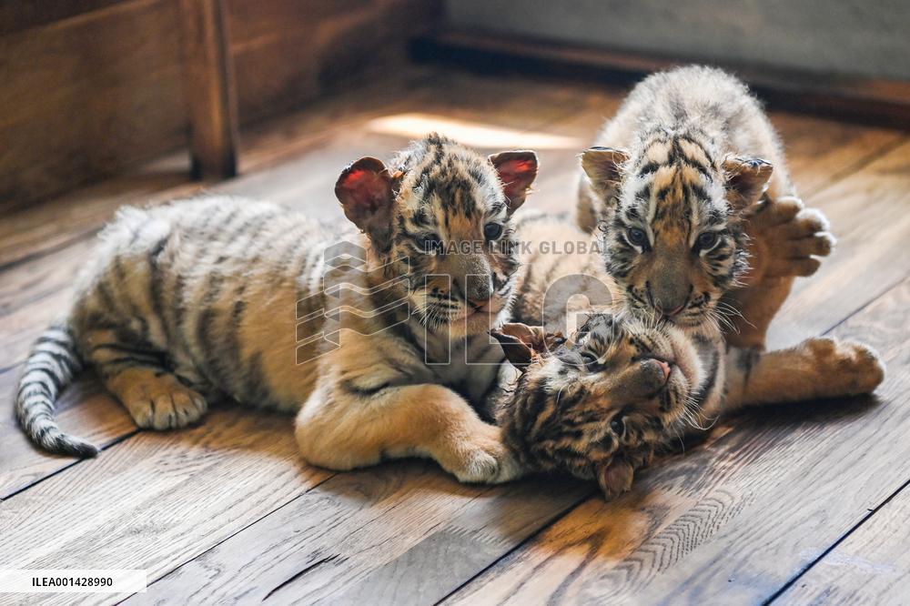 CHINA-HEILONGJIANG-SIBERIAN TIGER-CUBS(CN)