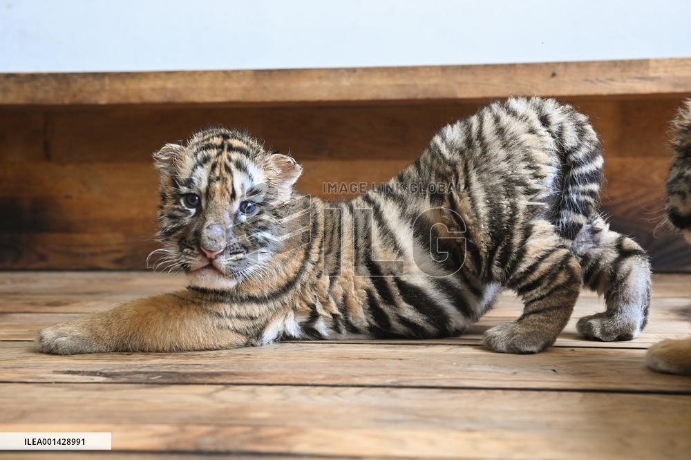 CHINA-HEILONGJIANG-SIBERIAN TIGER-CUBS(CN)