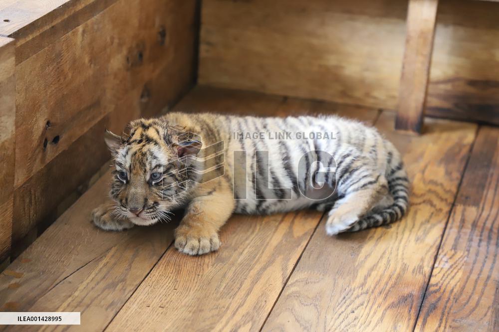 CHINA-HEILONGJIANG-SIBERIAN TIGER-CUBS(CN)