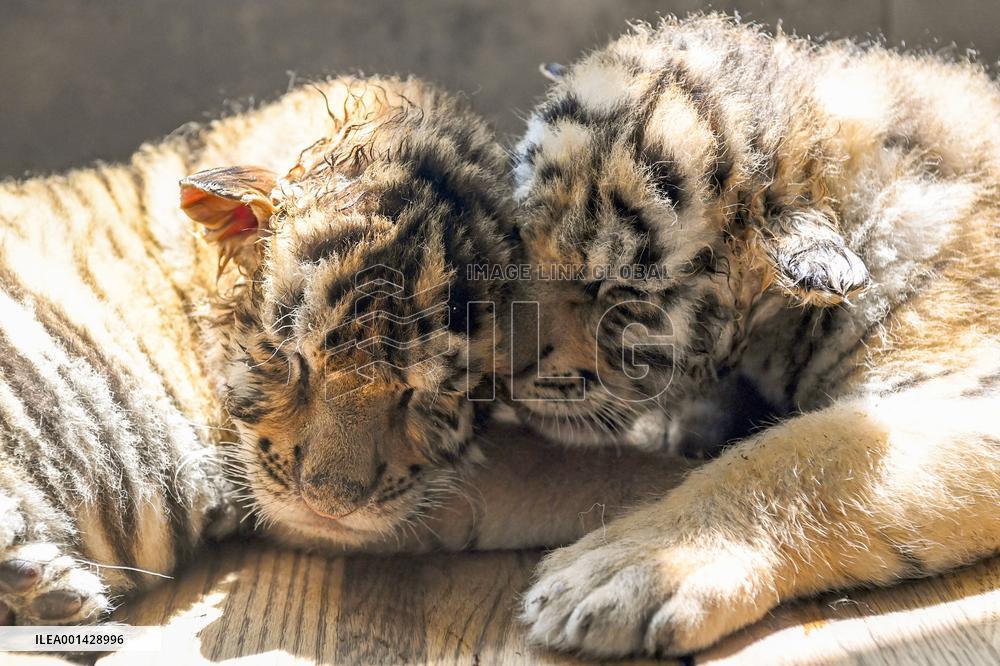 CHINA-HEILONGJIANG-SIBERIAN TIGER-CUBS(CN)