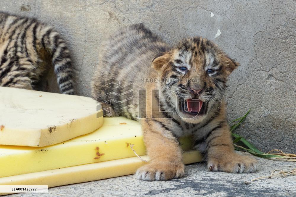 CHINA-HEILONGJIANG-SIBERIAN TIGER-CUBS(CN)