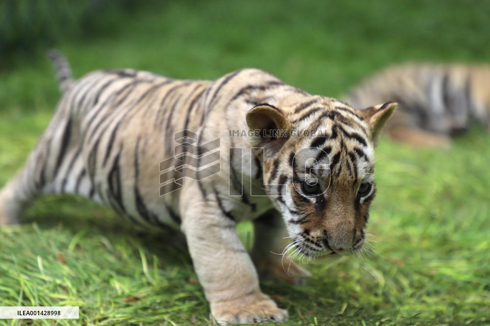 CHINA-HEILONGJIANG-SIBERIAN TIGER-CUBS(CN)