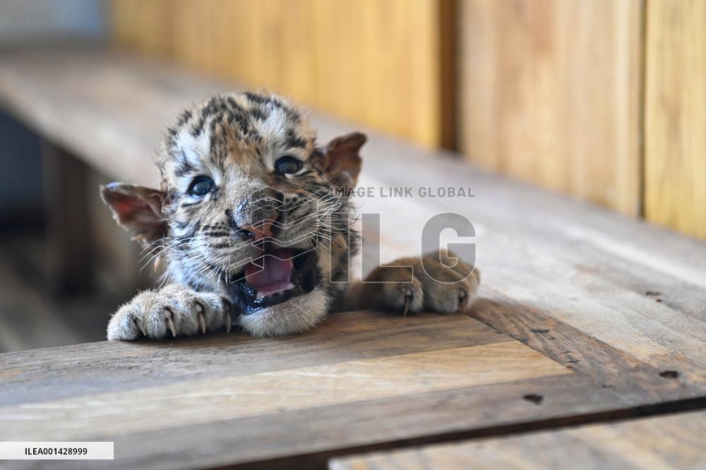 CHINA-HEILONGJIANG-SIBERIAN TIGER-CUBS(CN)