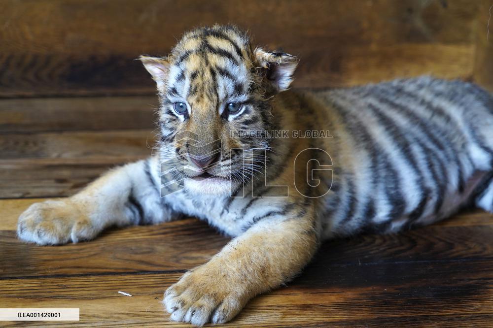CHINA-HEILONGJIANG-SIBERIAN TIGER-CUBS(CN)