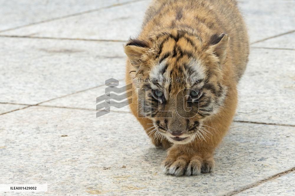 CHINA-HEILONGJIANG-SIBERIAN TIGER-CUBS(CN)